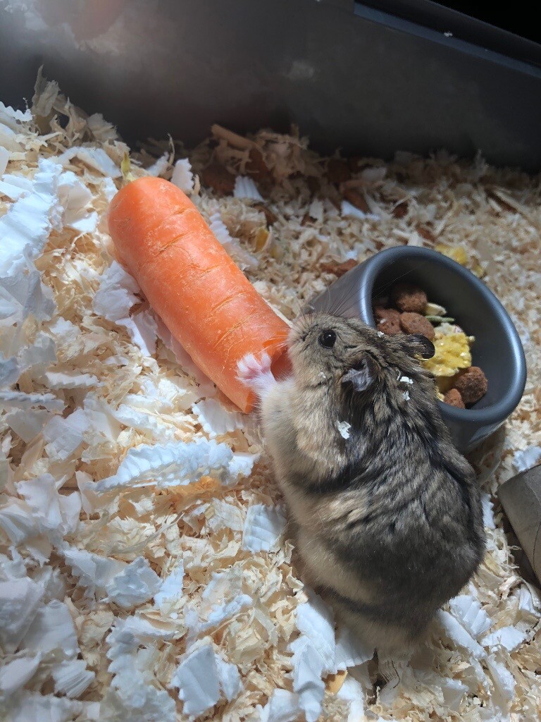 gumtree hamster adoption